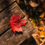 A photograph of a red maple leaf sitting on the corner of a wooden surface that looks like a picnic table.